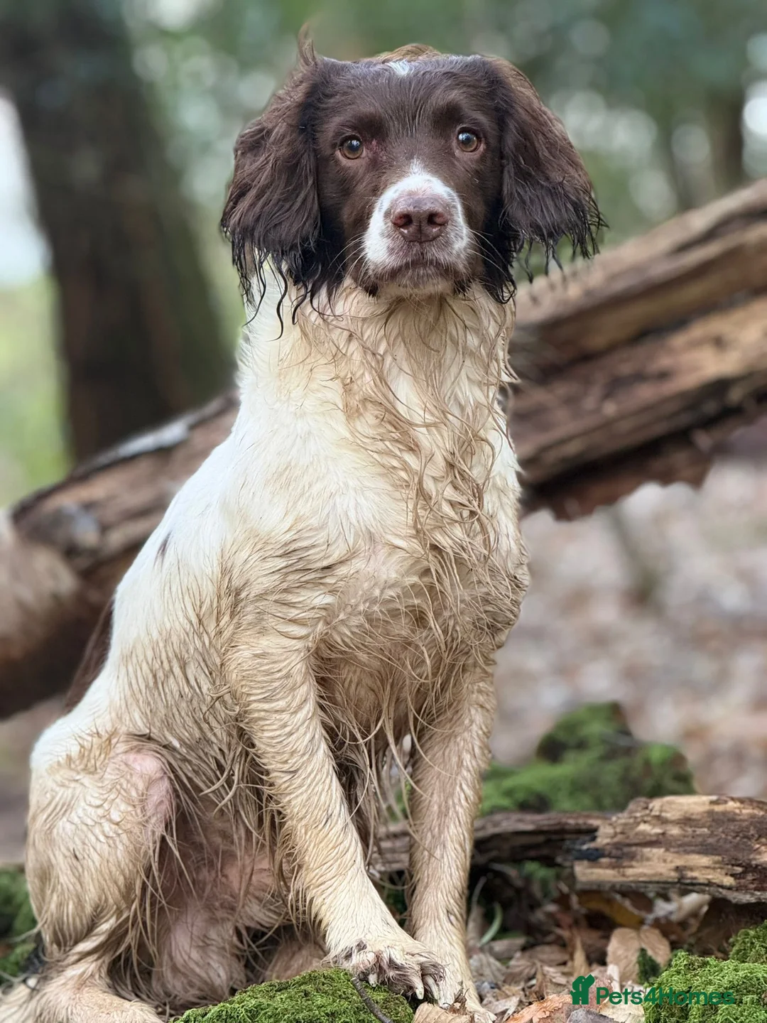 English Springer Spaniel dogs for sale:  Beautiful Liver & White Springer Spaniels - Advert 7