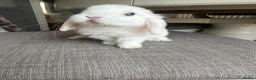 Mini Lop rabbits for sale: Lovely handsome mini lop bucks. - Advert 16