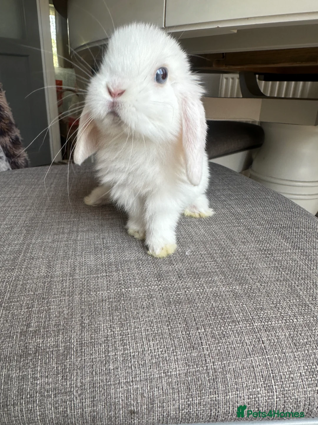 Mini Lop rabbits for sale: Lovely handsome mini lop bucks. - Advert 16