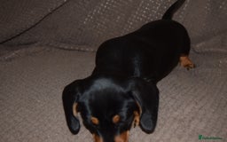 Dachshund dogs for sale: 3/4 MINIATURE SMOOTH DACHSHUND PUPPIES - Image 9