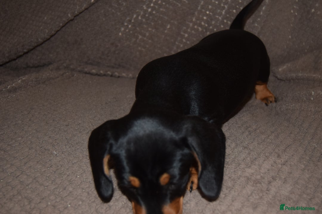 Dachshund dogs for sale: 3/4 MINIATURE SMOOTH DACHSHUND PUPPIES - Image 9
