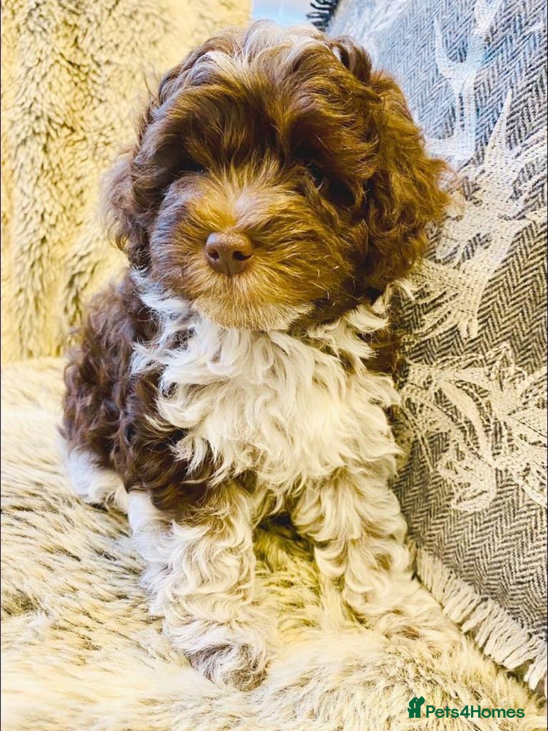 Toy Poodle dogs for stud: Silver Toy poodle  in Verwood - Advert 15