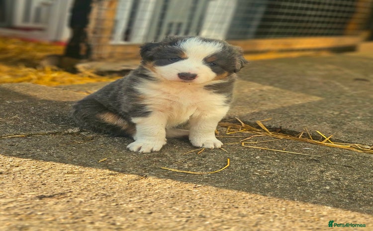 Border Collie dogs - Advert 9