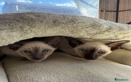 Siamese cats for sale: Siamese kittens - girls  - Image 32