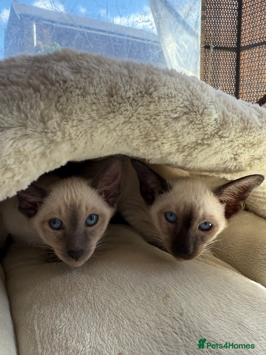 Siamese cats for sale: Siamese kittens - girls  - Image 32
