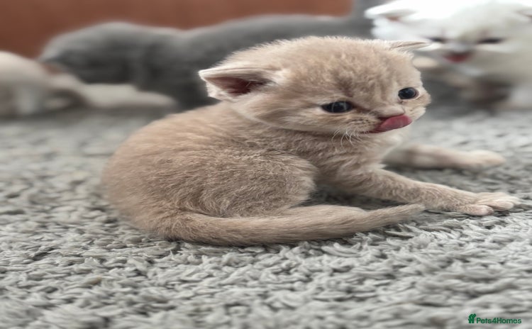 British Shorthair cats - Advert 8