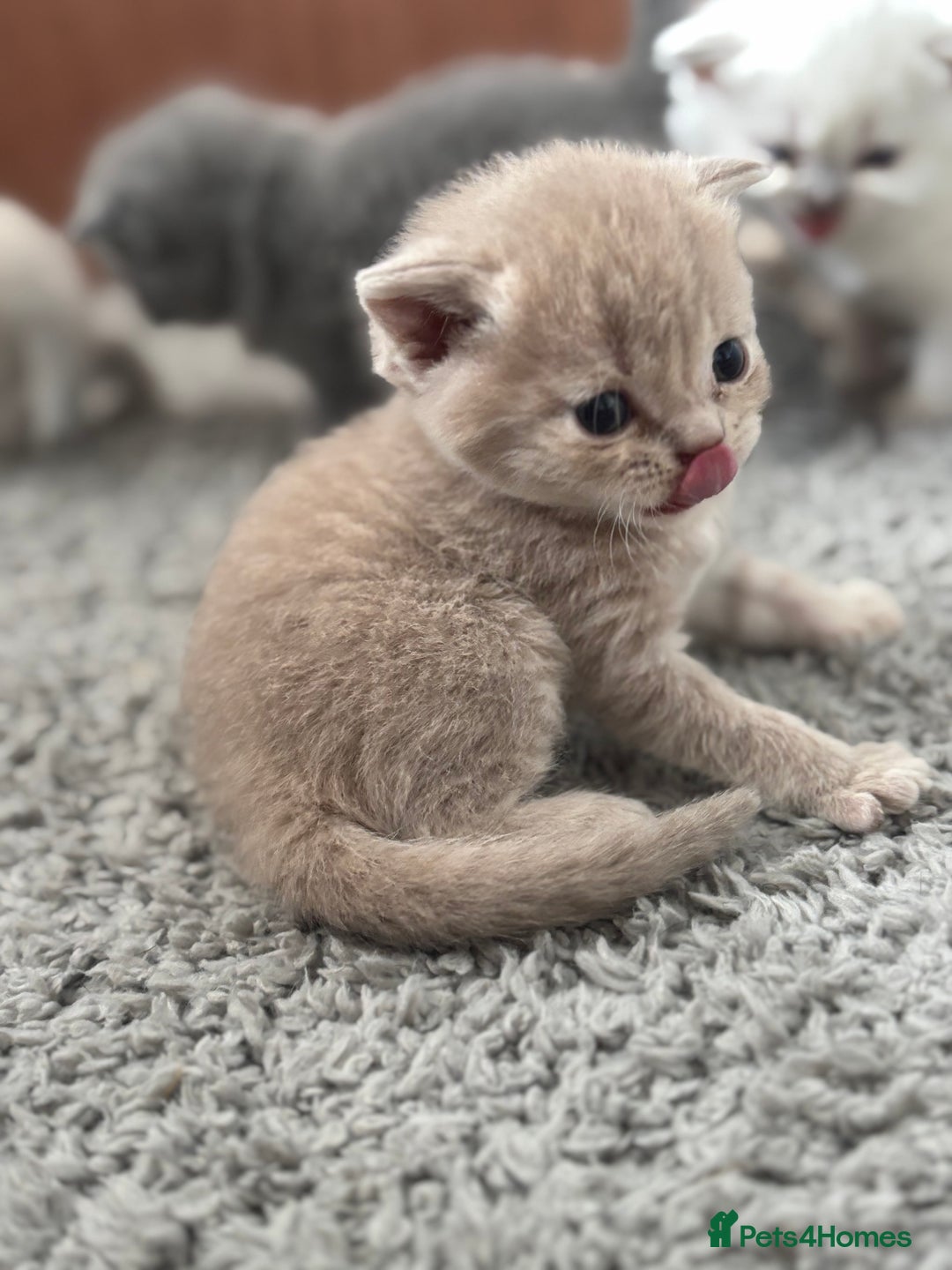 British Shorthair cats for sale: Beautiful British short hairs  - Image 1