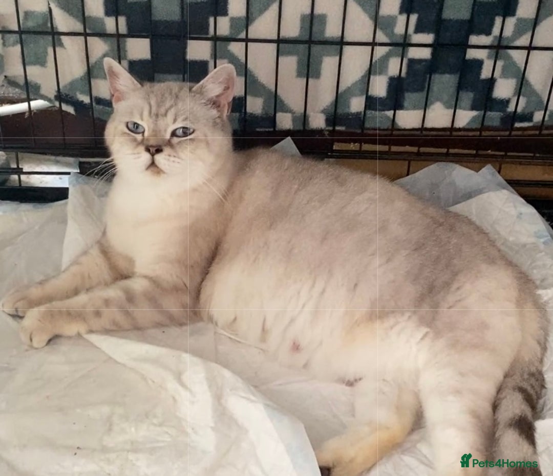 British Shorthair cats for sale: (READY NOW)EXCEPTIONAL PURE BREED BSH - Image 26