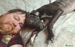 Whippet dogs for stud: Eidynrock Sangoma with Silkspun ,Sportingbred.X in Glasgow - Image 40