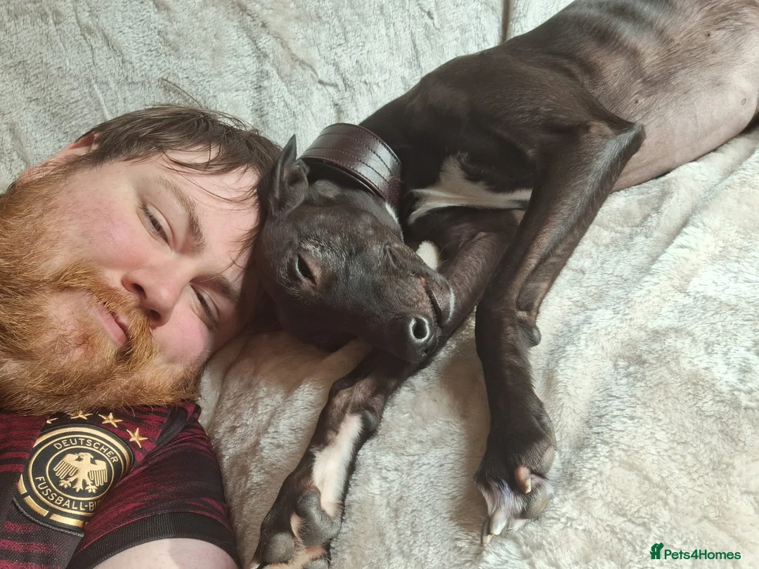 Whippet dogs for stud: Eidynrock Sangoma with Silkspun ,Sportingbred.X in Glasgow - Advert 40