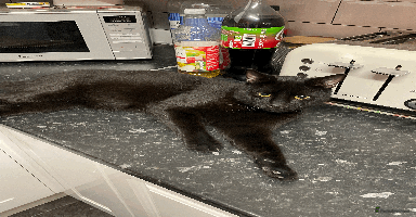 Mixed Breed cats - Advert 2