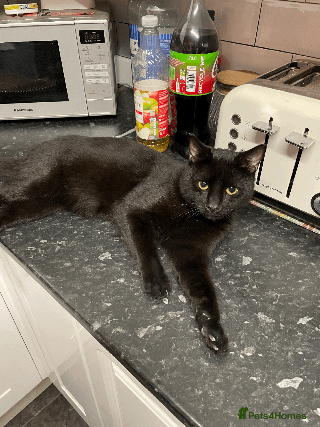 Mixed Breed cats for sale: 2 Beautiful kittens ready very soon !!!!! - Image 2