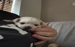 Chug dogs for sale: Chihuahua/chug puppies - Image 4
