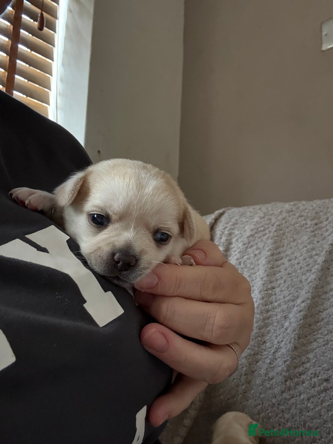 Chug dogs for sale: Chihuahua/chug puppies - Image 4