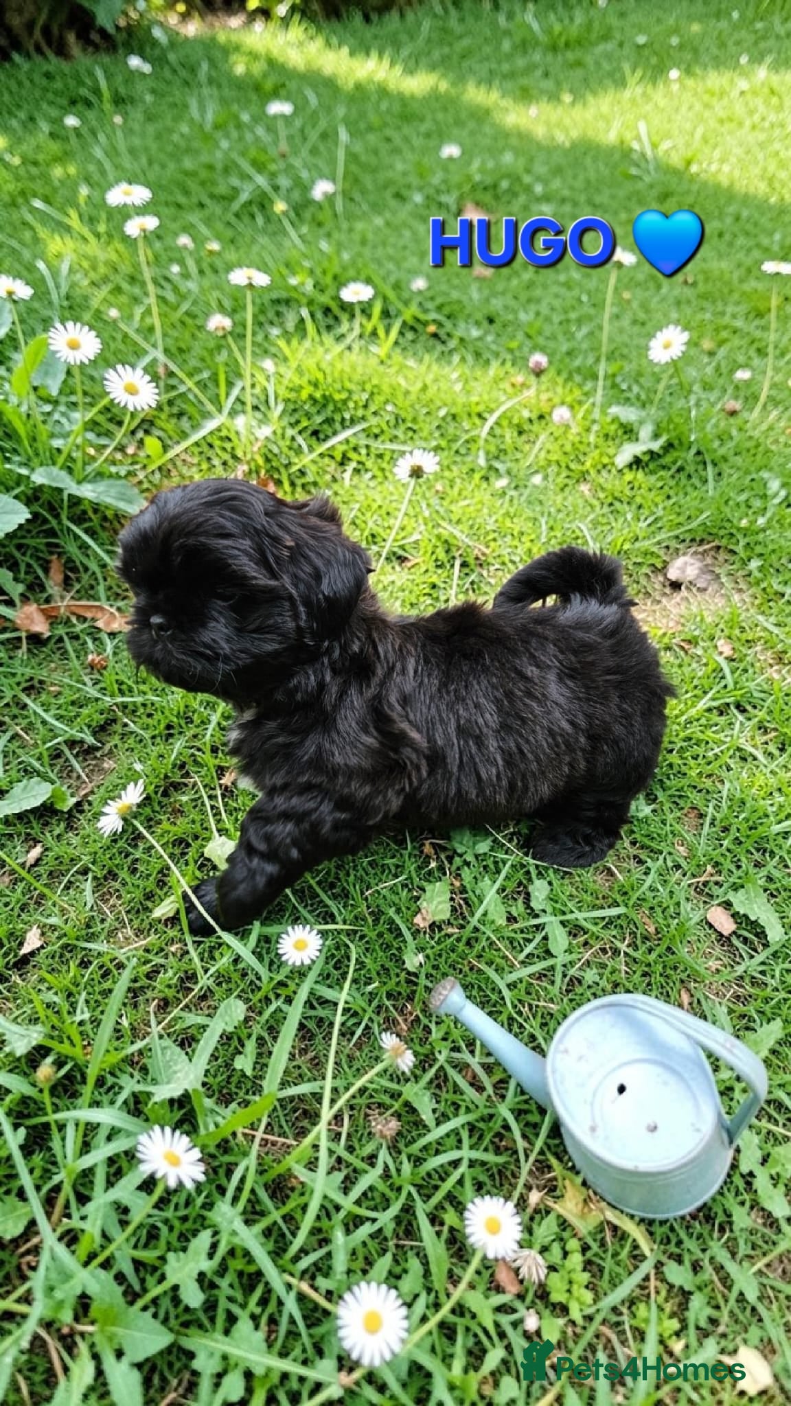 Shih Tzu dogs STUNNING PURE STANDARD SHIH TZU  - Advert 15