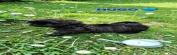 Shih Tzu dogs for sale: RARE BLACK STANDARD SHIH TZU WITH BLUE  SKIN - Advert 12