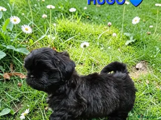 Shih Tzu dogs STUNNING PURE STANDARD SHIH TZU - Advert 15