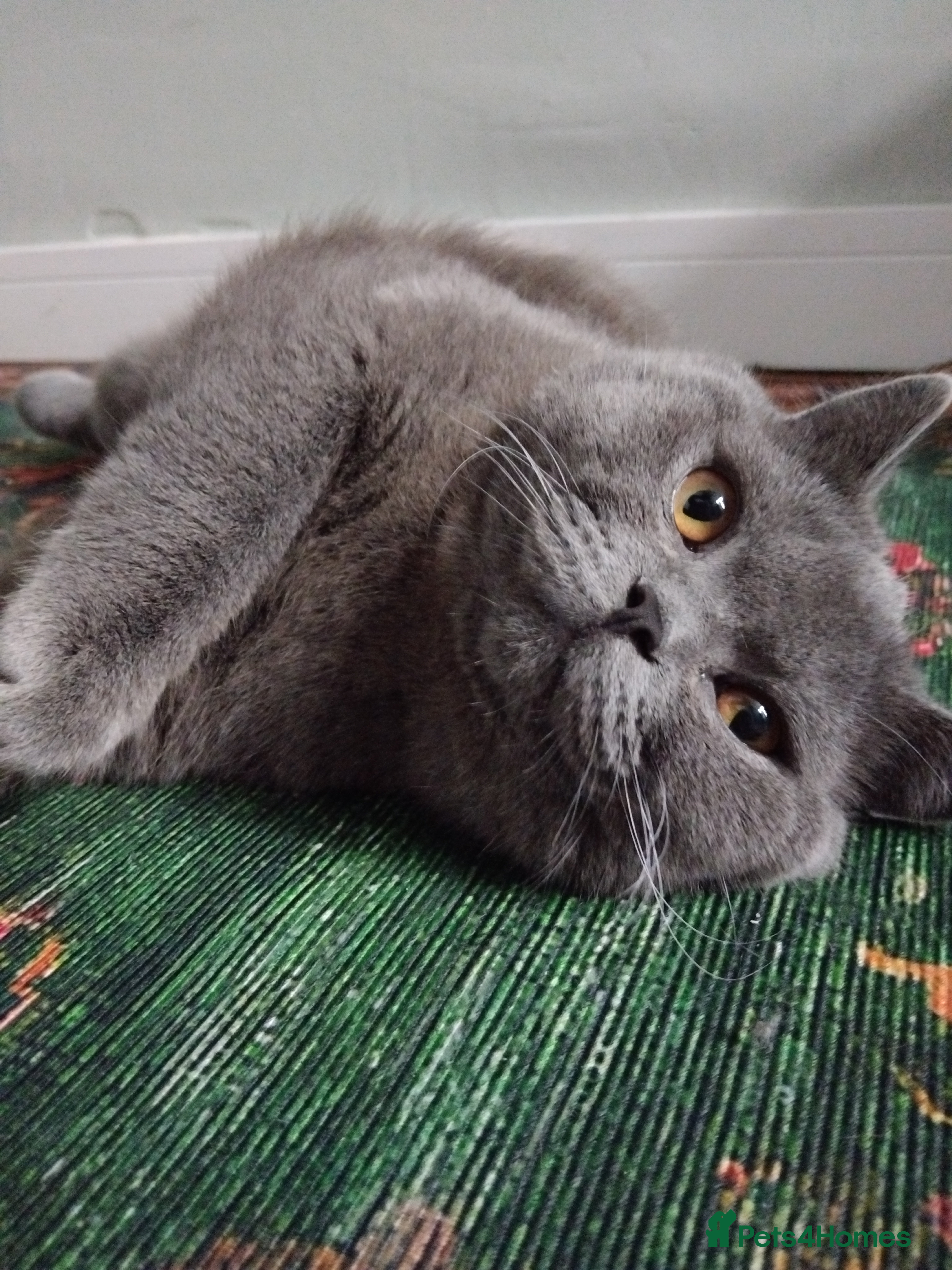 British Shorthair cats British Shorthair Stud  - Advert 2