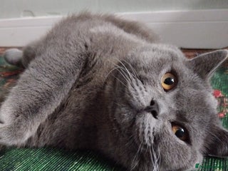 British Shorthair cats British Shorthair Stud - Advert 4