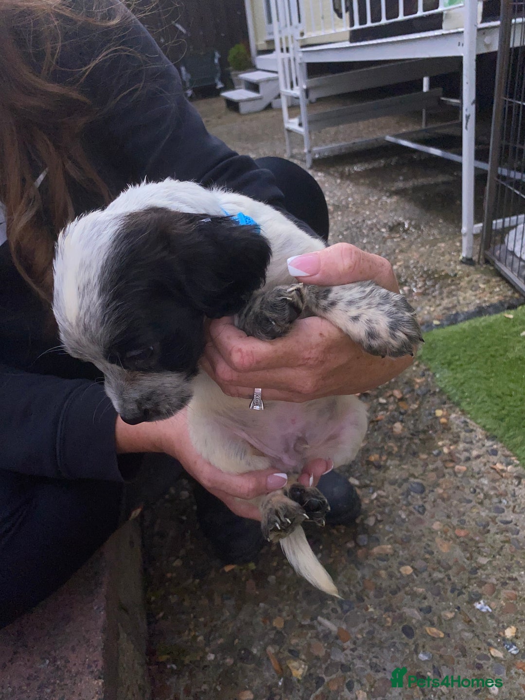 Cocker Spaniel dogs for sale: Cocker spaniel puppies  - Image 9