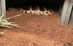 Hermann Tortoise reptiles for sale: Male Hermann tortoise  - Image 3