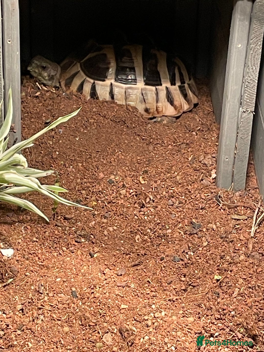 Hermann Tortoise reptiles for sale: Male Hermann tortoise  - Image 3