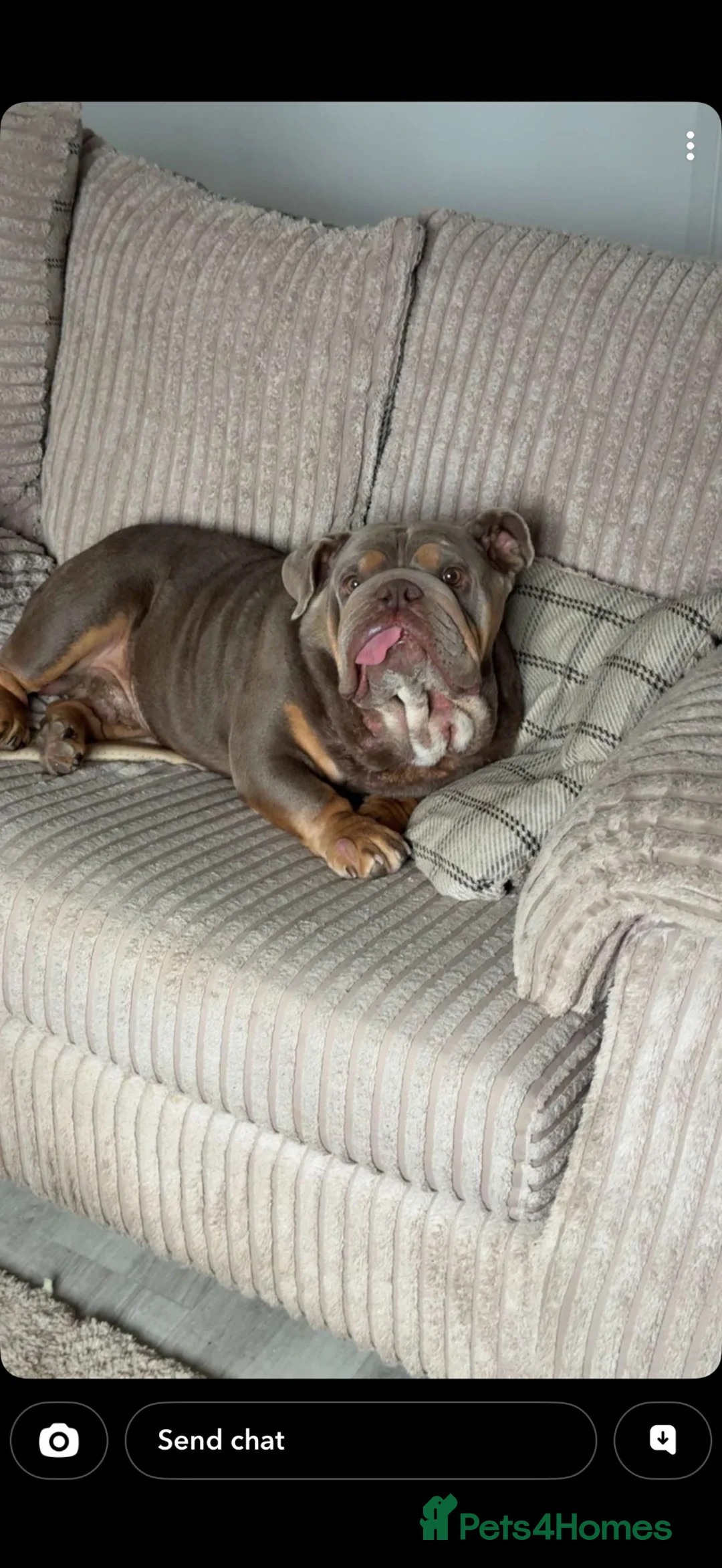 English Bulldog dogs for sale: English Bulldog  in Bristol - Advert 2