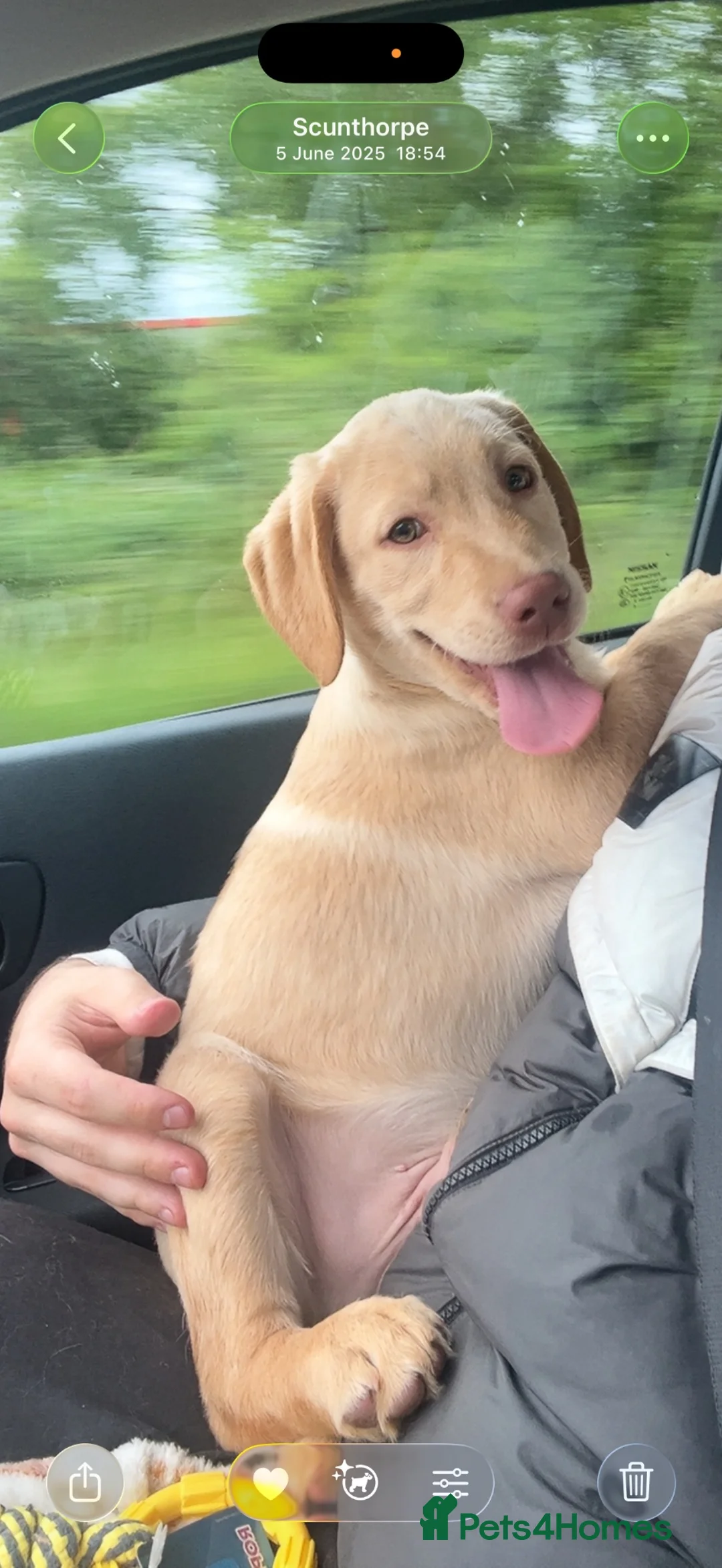 Labrador Retriever dogs for sale: Looking for who bought max - Advert 6