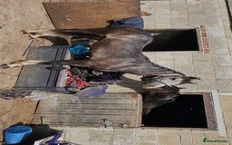 Welsh Section D horses for sale: Grey welsh D - Image 3