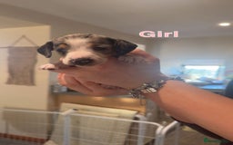 Dachshund dogs for sale: Miniature dachshund puppies  - Image 6