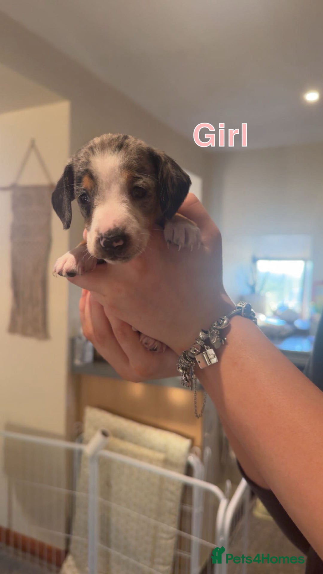 Dachshund dogs for sale: Miniature dachshund puppies  - Image 6