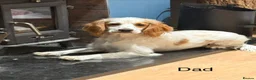 Mixed Breed dogs for sale: French Cocker Puppies  - Advert 3