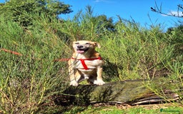 Mixed Breed dogs for sale: Big Golden Boy for Adoption  - Image 2
