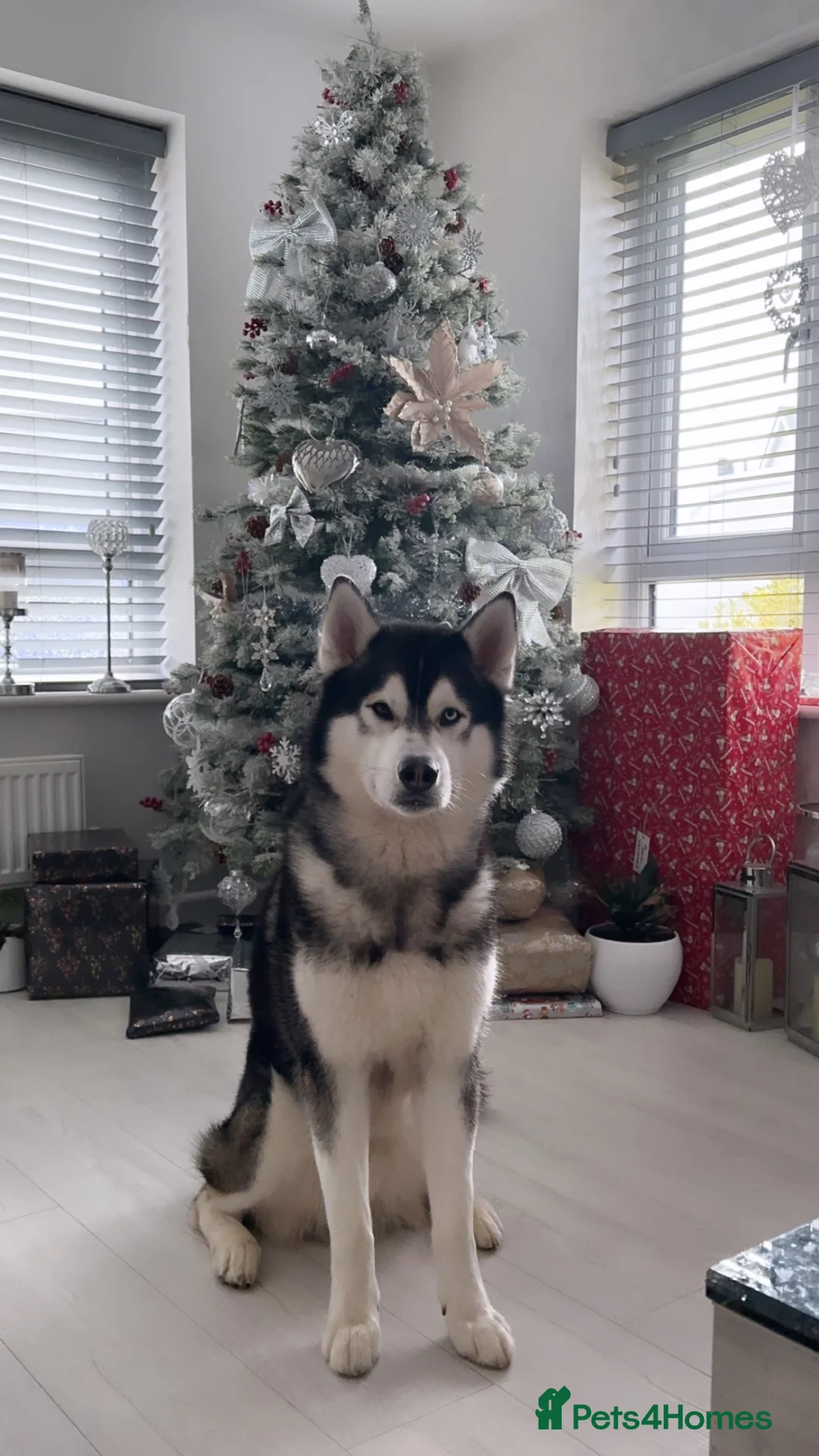 Siberian Husky dogs for stud: Proven Gorgeous Siberian Husky *FOR STUD ONLY* in Torquay - Advert 3