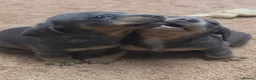 Miniature Dachshund dogs for sale: Adorable KC Registered Miniature Dachshund Puppies - Advert 12