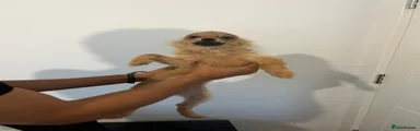 Pomeranian Puppy 4