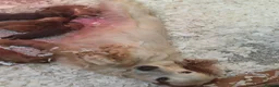 Cocker Spaniel dogs for sale: KC Working Cocker Spaniel Puppies - Advert 7