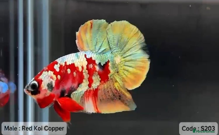 Bettas fish - Advert 3