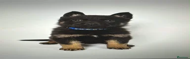 German Shepherd 1