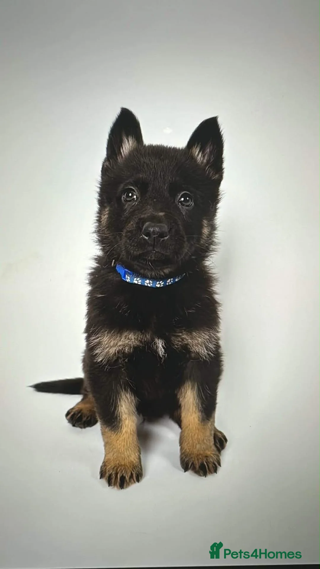 German Shepherd dogs for sale: German shepherd puppies  - Advert 2