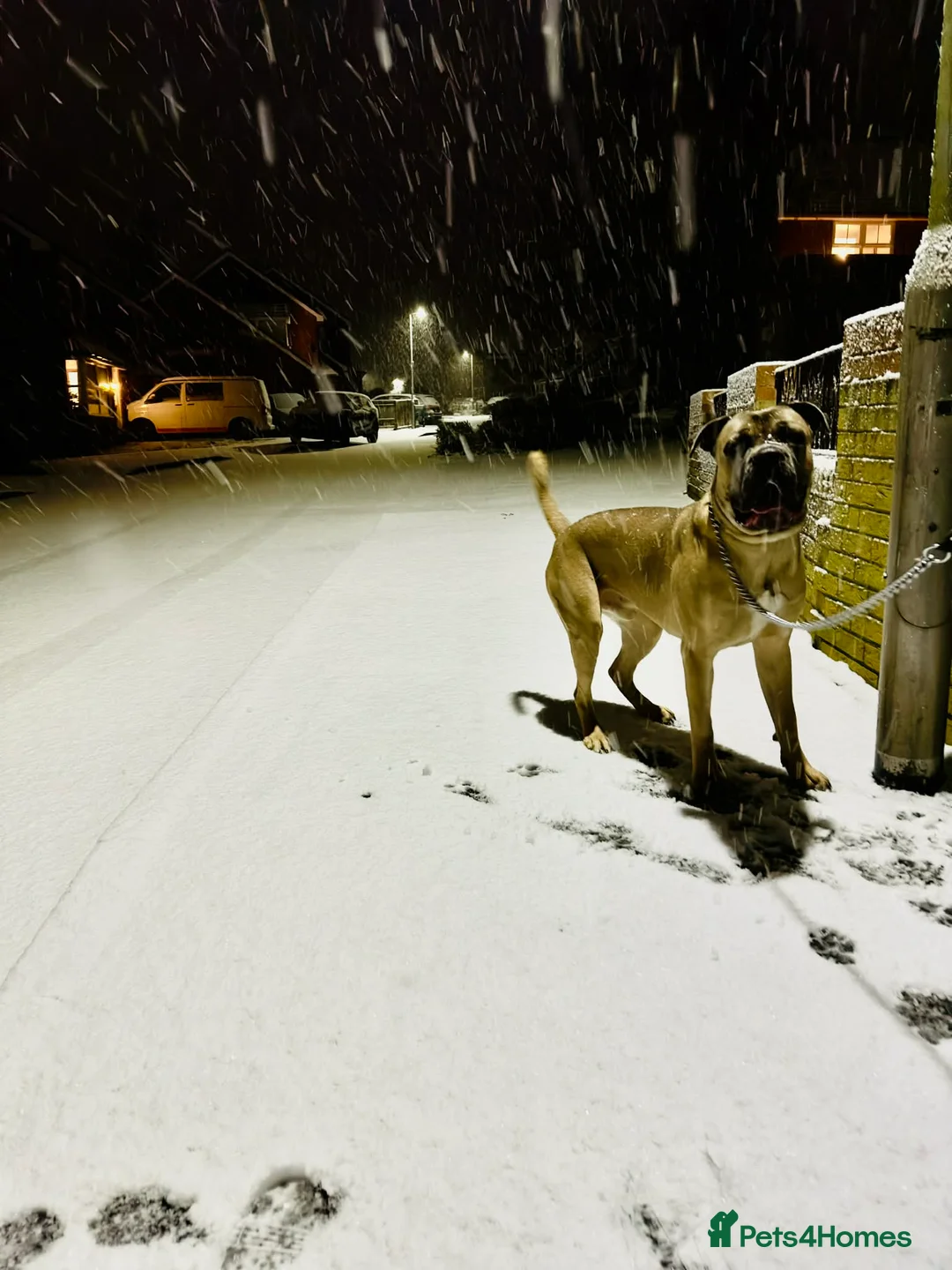 Cane Corso dogs for sale: Cane Corso - Thanos  in Thatcham - Advert 2