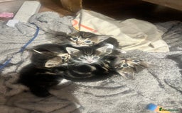 Mixed Breed cats for sale: 4 tabby kittens  - Image 3