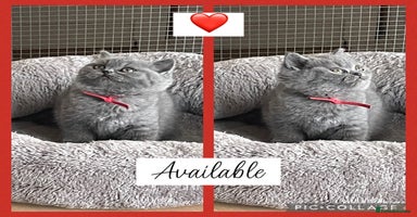 British Shorthair cats - Advert 19