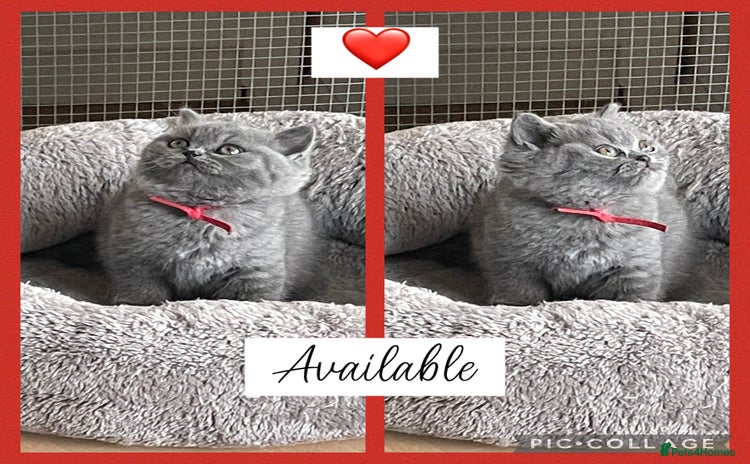 British Shorthair cats - Advert 11