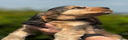 Cocker Spaniel dogs for sale: ⭐️ health tested Show cockers ⭐️ - Advert 11