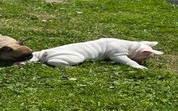French Bulldog dogs for sale: 🏆KC registered, Standard French Bulldog Puppies🏆 - Image 10
