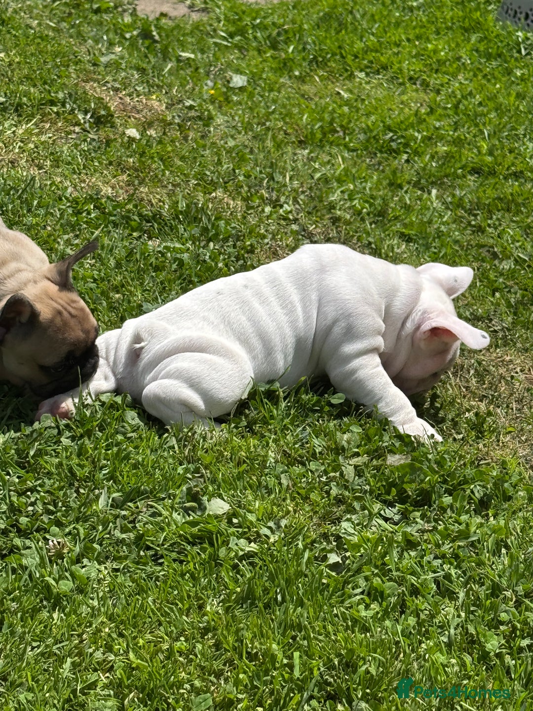 French Bulldog dogs for sale: 🏆KC registered, Standard French Bulldog Puppies🏆 - Image 10