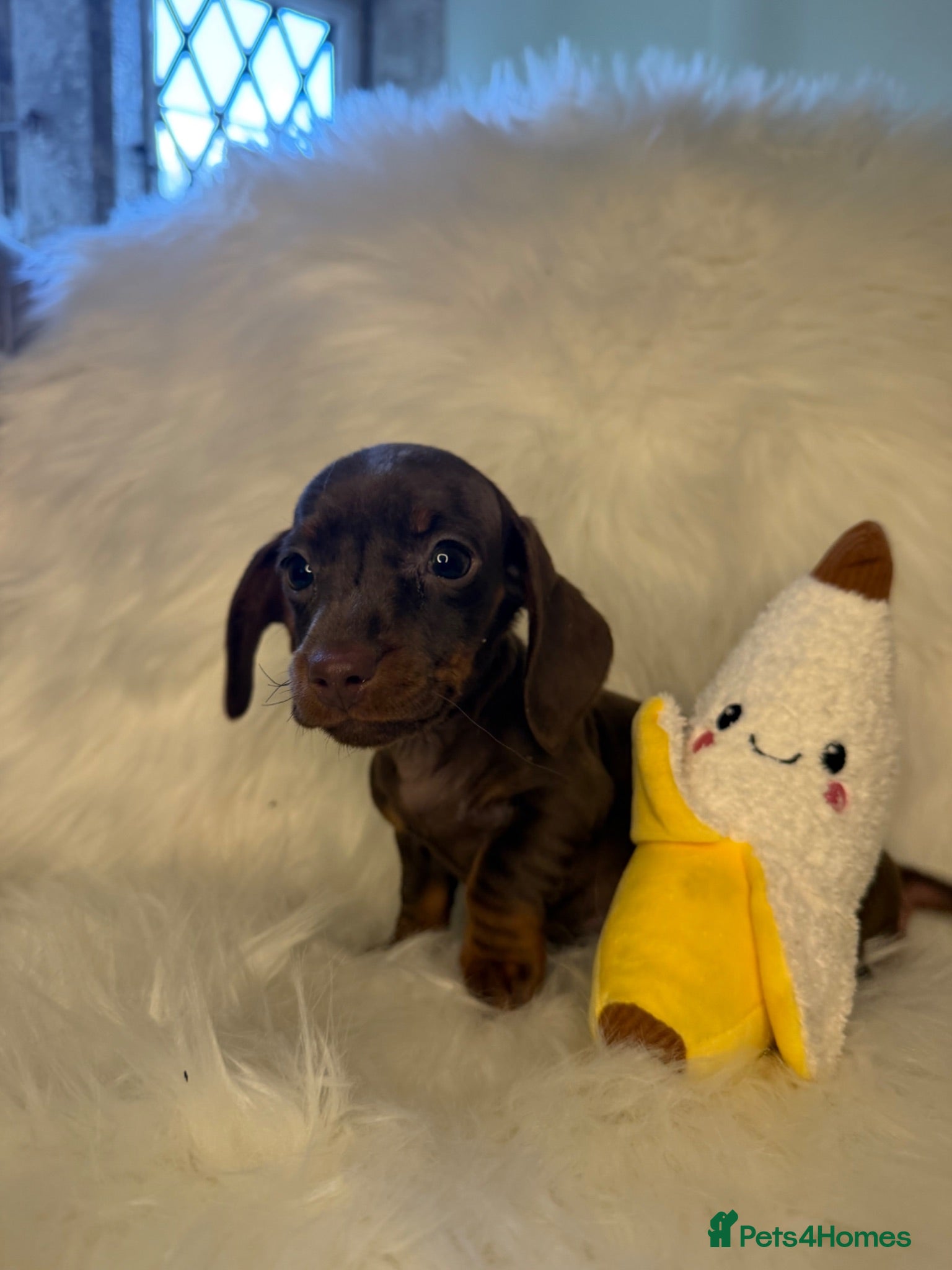 Miniature Dachshund dogs Miniature dachshund puppies - Advert 12