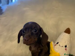 Miniature Dachshund dogs Miniature dachshund puppies - Advert 15