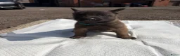 Belgian Shepherd Dog dogs for sale: Mali puppies  in Bishop Auckland - Advert 28